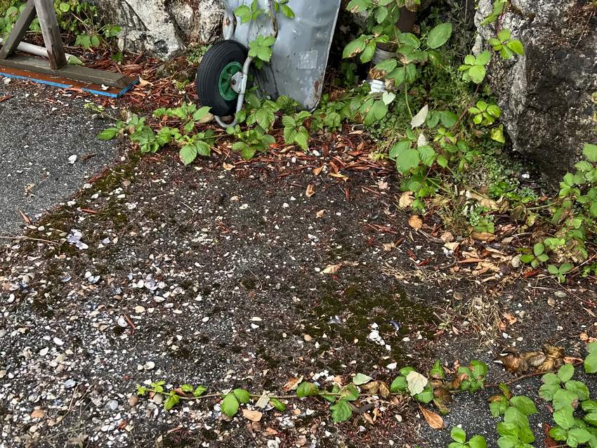 Driveway shoulder buried under moss, shell debris and encroaching blackberry